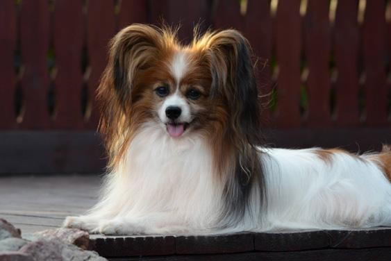 Picture of a Papillon dog