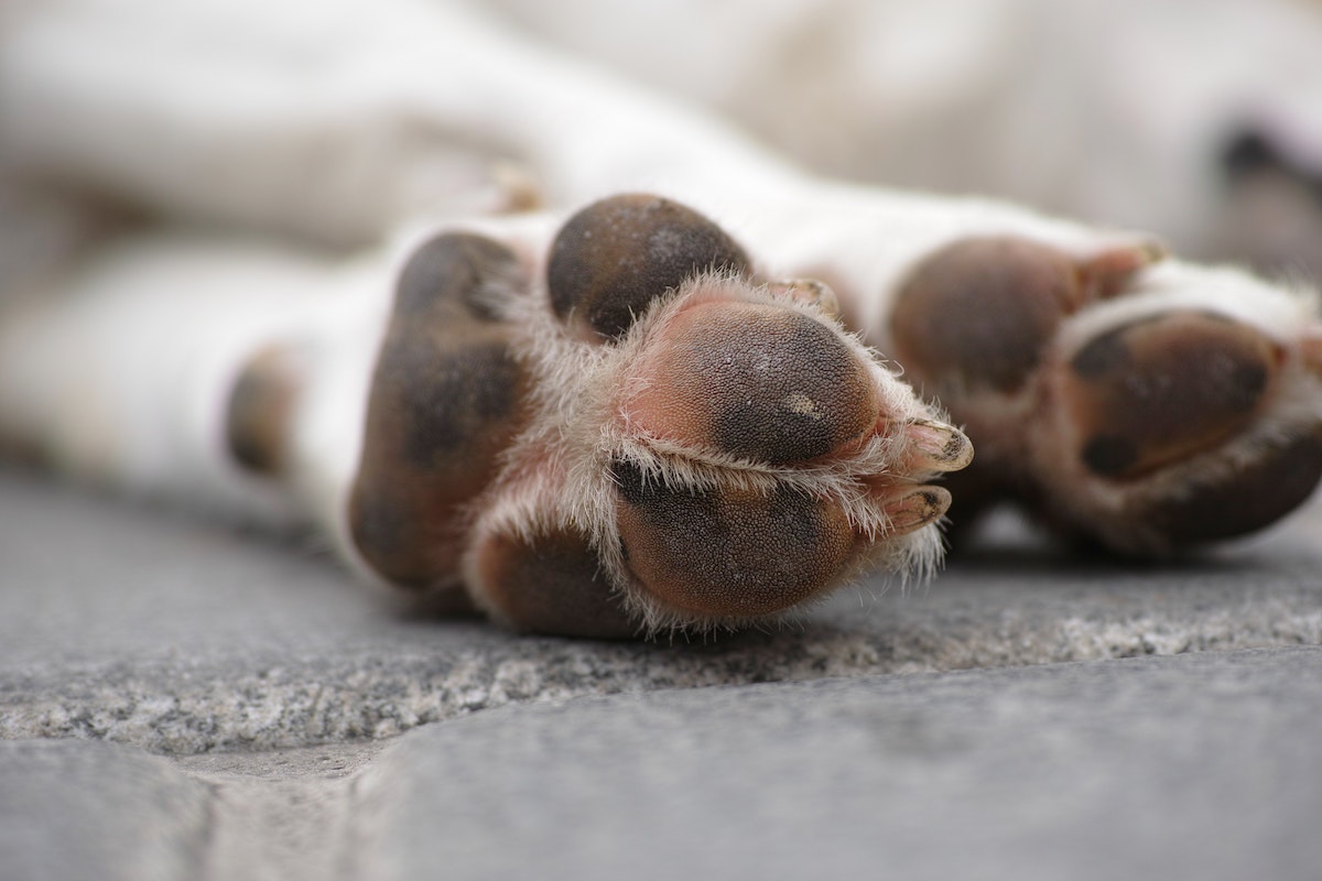 Paws of a dog