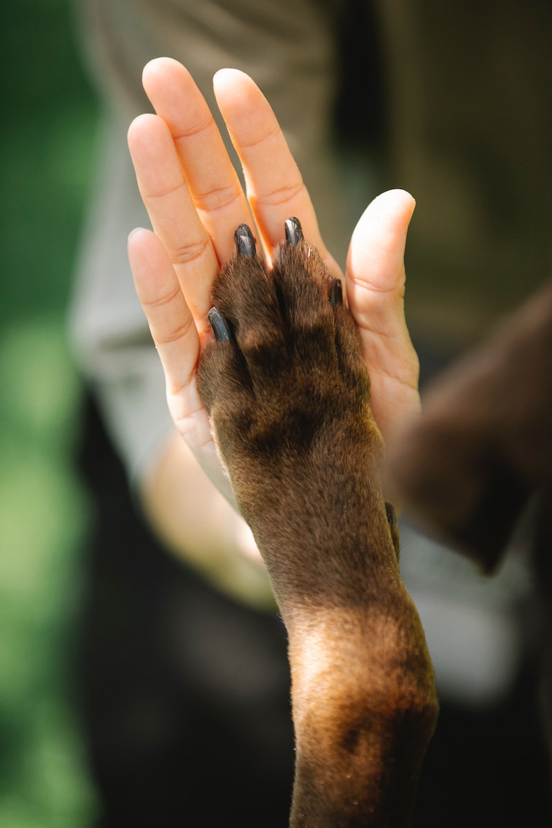 High-five between dog and person