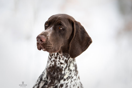 Picture of a German Shorthaired Pointer