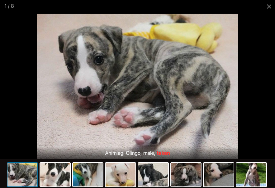 Example of a puppy shown in the photo browser