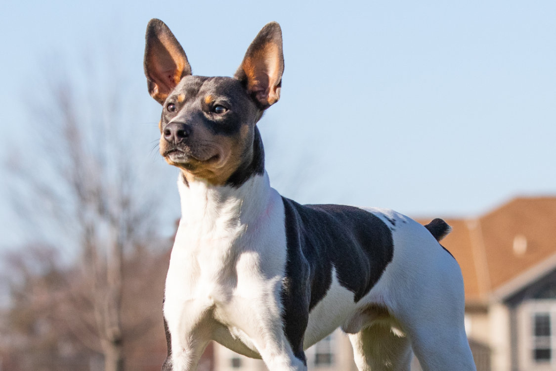 Photo of a Rat Terrier standing