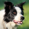 Breed preview picture