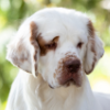 Breed preview picture