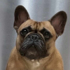 Breed preview picture
