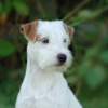 Breed preview picture