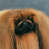 Breed preview picture