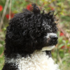 Breed preview picture